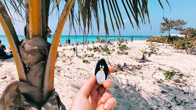 Ručne maľovaný tučniakový kameň č. 78 ukrytý na mieste Grand Cayman, Cayman Islands, Kajmanie ostrovy