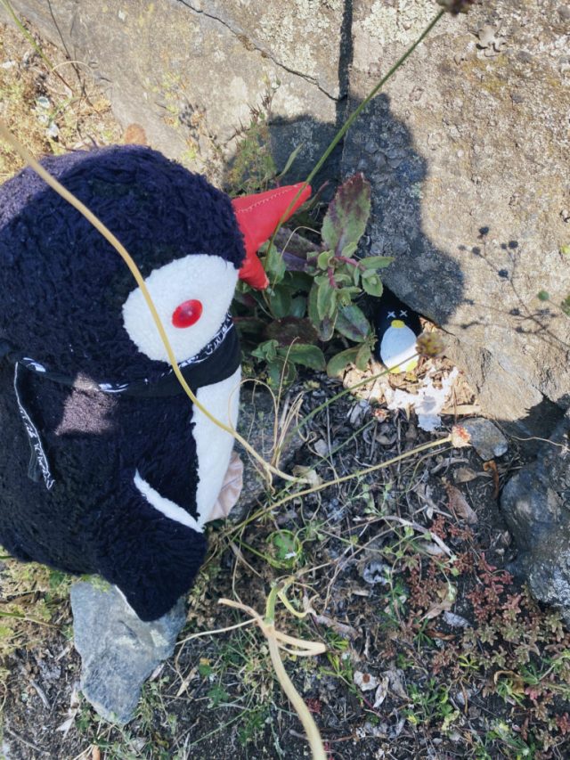 Hand-painted penguin stone #8 hidden at Kastellet, Stockholm, Sweden (photo 3 of 5)