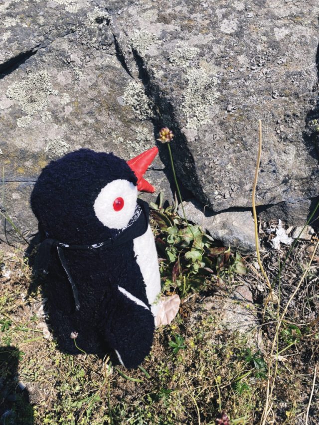 Hand-painted penguin stone #8 hidden at Kastellet, Stockholm, Sweden (photo 5 of 5)
