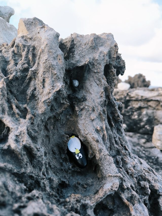 Hand-painted penguin stone #80 hidden at MSC Marine Reserve, Ocean Cay, Bahamas (photo 2 of 5)