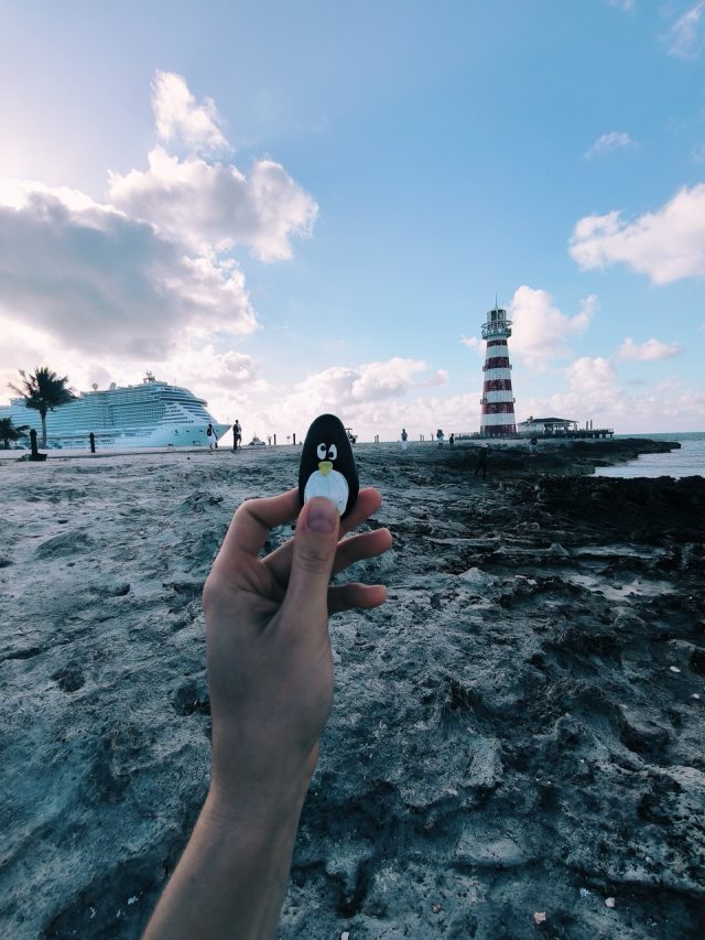 Hand-painted penguin stone #80 hidden at MSC Marine Reserve, Ocean Cay, Bahamas (photo 5 of 5)