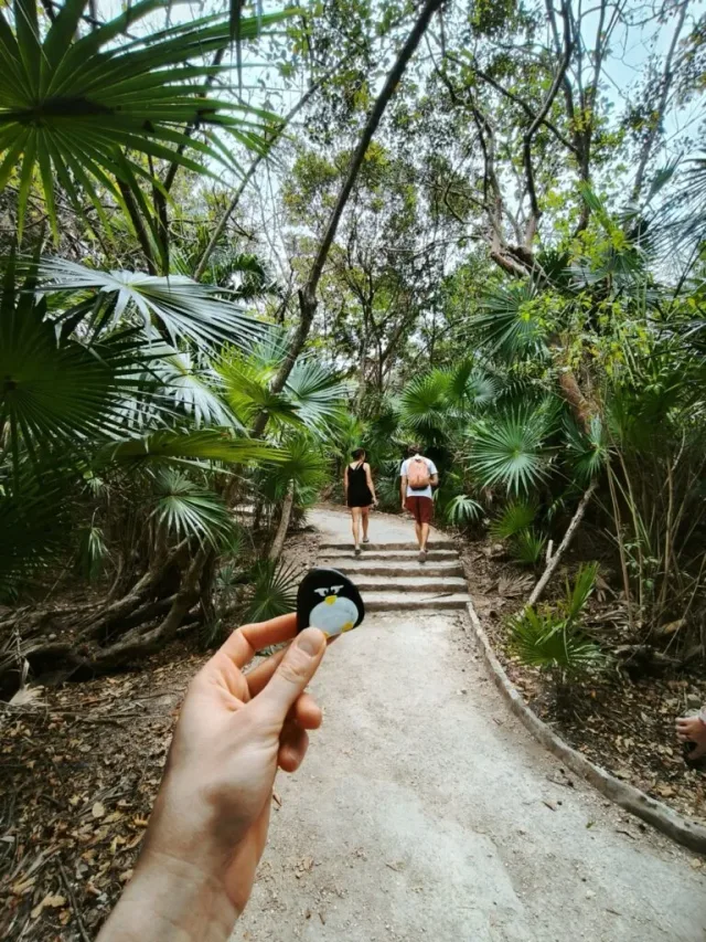 Hand-painted penguin stone #81 hidden at Tulum National Park, Tulum, Mexico (photo 3 of 5)