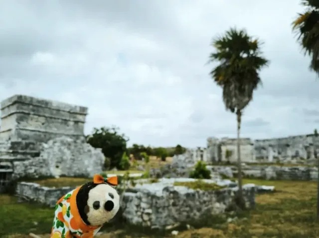 Hand-painted penguin stone #81 hidden at Tulum National Park, Tulum, Mexico (photo 5 of 5)