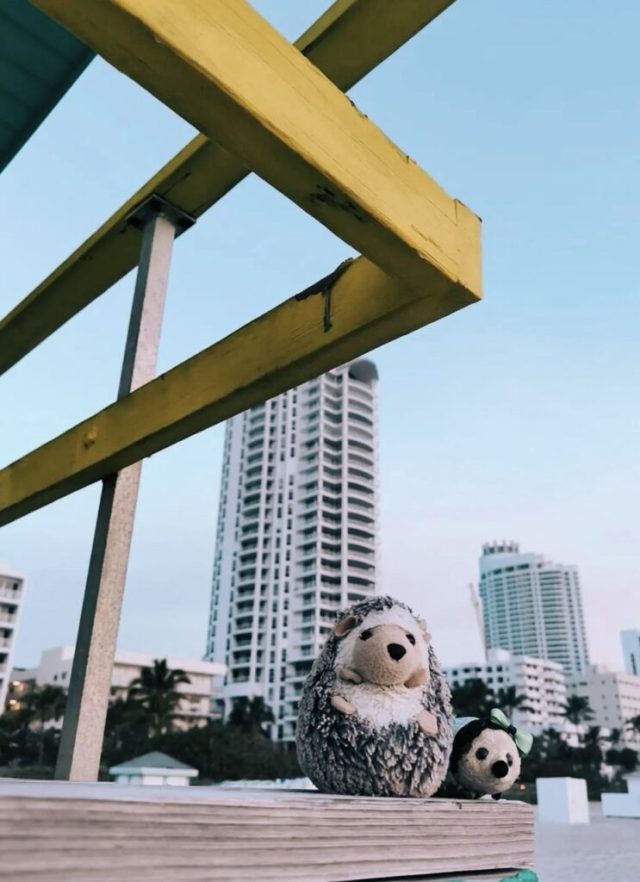 Hand-painted penguin stone #84 hidden at Miami, Florida, United States (photo 4 of 5)