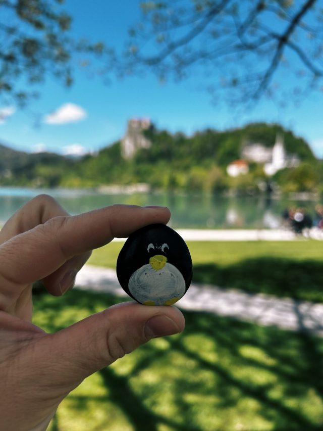 Hand-painted penguin stone #97 hidden at Bled Lake, Bled, Slovenia (photo 2 of 5)