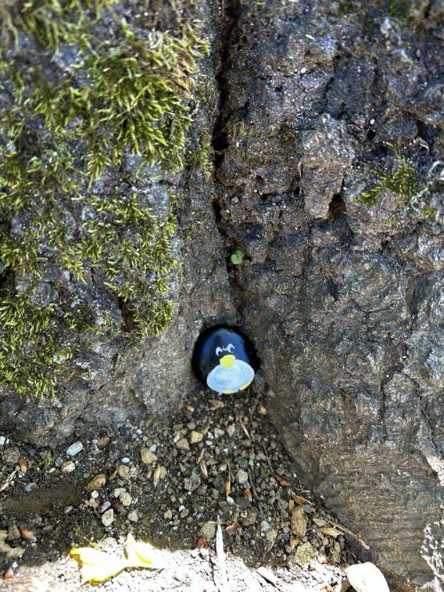 Hand-painted penguin stone #97 hidden at Bled Lake, Bled, Slovenia (photo 5 of 5)