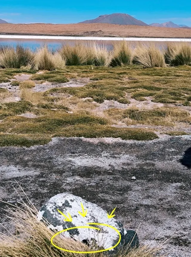 Hand-painted penguin stone #98 hidden at Canapa Lake, Bolivia, Bolivia (photo 2 of 5)