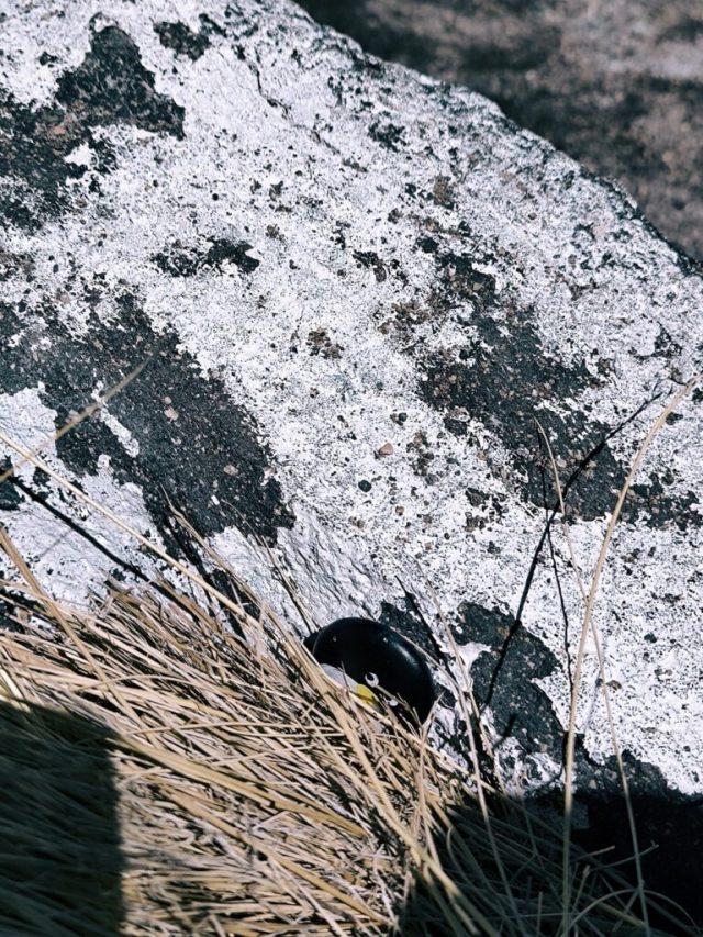 Hand-painted penguin stone #98 hidden at Canapa Lake, Bolivia, Bolivia (photo 4 of 5)