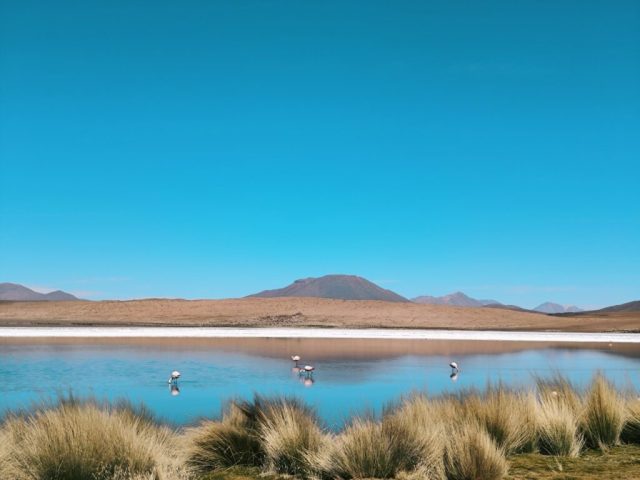 Hand-painted penguin stone #98 hidden at Canapa Lake, Bolivia, Bolivia (photo 5 of 5)