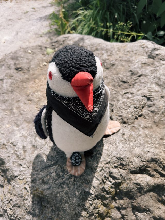 Hand-painted penguin stone #140 hidden at Tivoli Park, Ljubljana, Slovenia (photo 3 of 5)