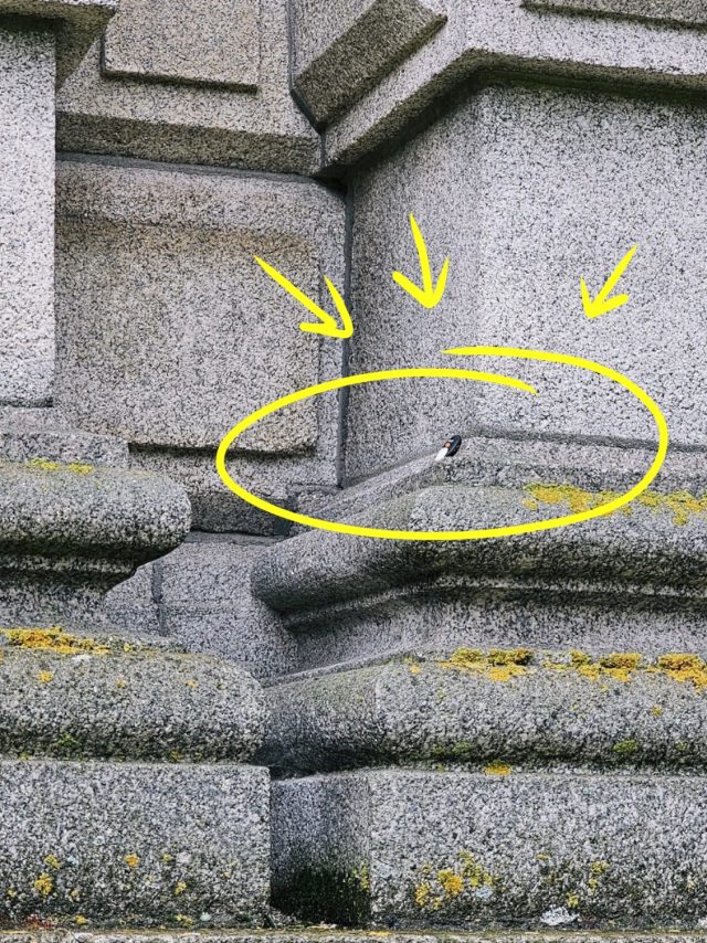 Hand-painted penguin stone #146 hidden at Trinity College, Dublin, Ireland (photo 2 of 5)