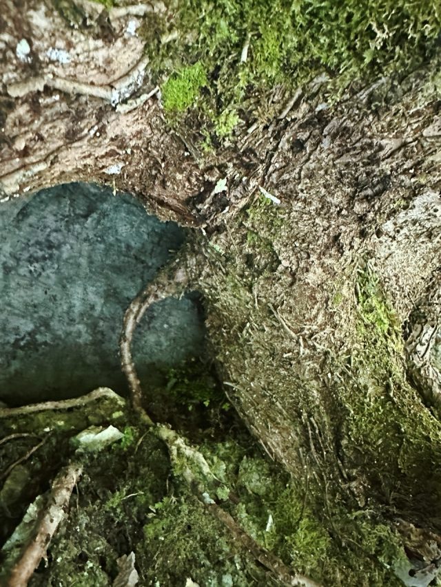 Hand-painted penguin stone #152 hidden at Vintgar Gorge, Gorje, Slovenia (photo 3 of 5)