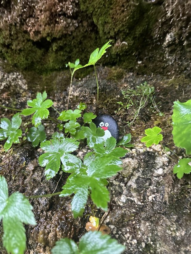 Hand-painted penguin stone #187 hidden at Slap Pericnik, Mojstrana, Slovenia (photo 5 of 5)