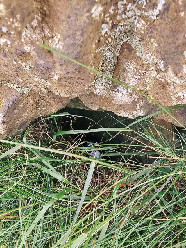 Hand-painted penguin stone #228 hidden at Dugald Stewart Monument, Edinburgh, United Kingdom (photo 3 of 5)