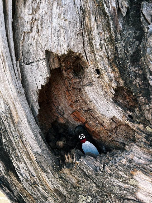 Hand-painted penguin stone #235 hidden at Vogel Ski Resort, Ukanc, Slovenia (photo 5 of 5)