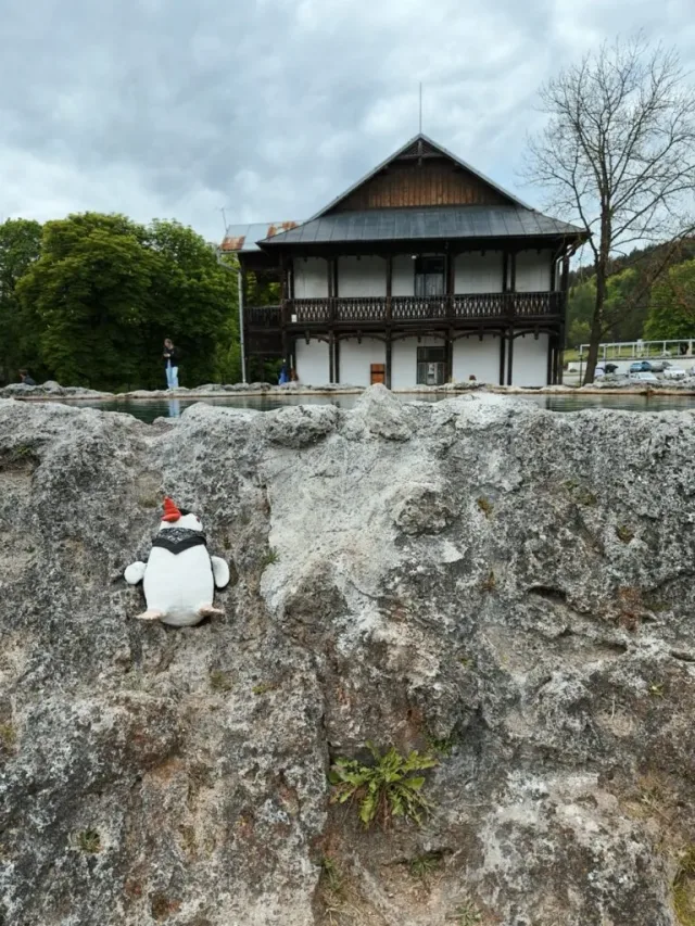 Hand-painted penguin stone #244 hidden at Krater, Vysne Ruzbachy, Slovakia (photo 4 of 5)