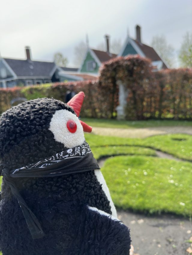 Hand-painted penguin stone #249 hidden at Zonnewijzerspad, Zaanse Schans, Netherlands (photo 2 of 5)