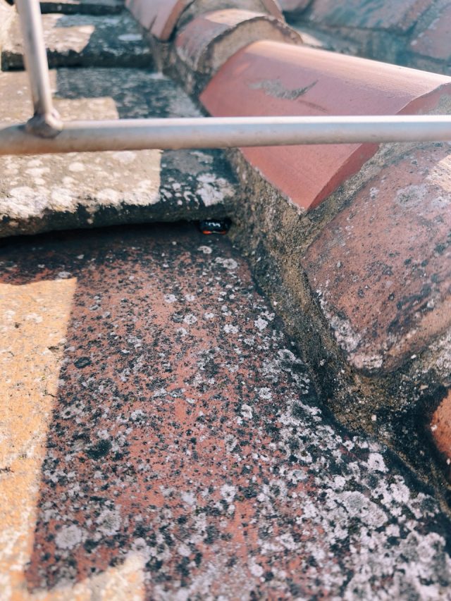 Hand-painted penguin stone #255 hidden at Bell Tower, Florence, Italy (photo 5 of 5)