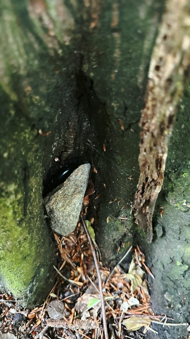 Hand-painted penguin stone #275 hidden at Kamzik, Bratislava, Slovakia (photo 4 of 5)