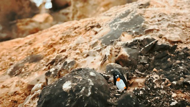 Hand-painted penguin stone #148 hidden at Postojna Cavne, Postojna, Slovenia