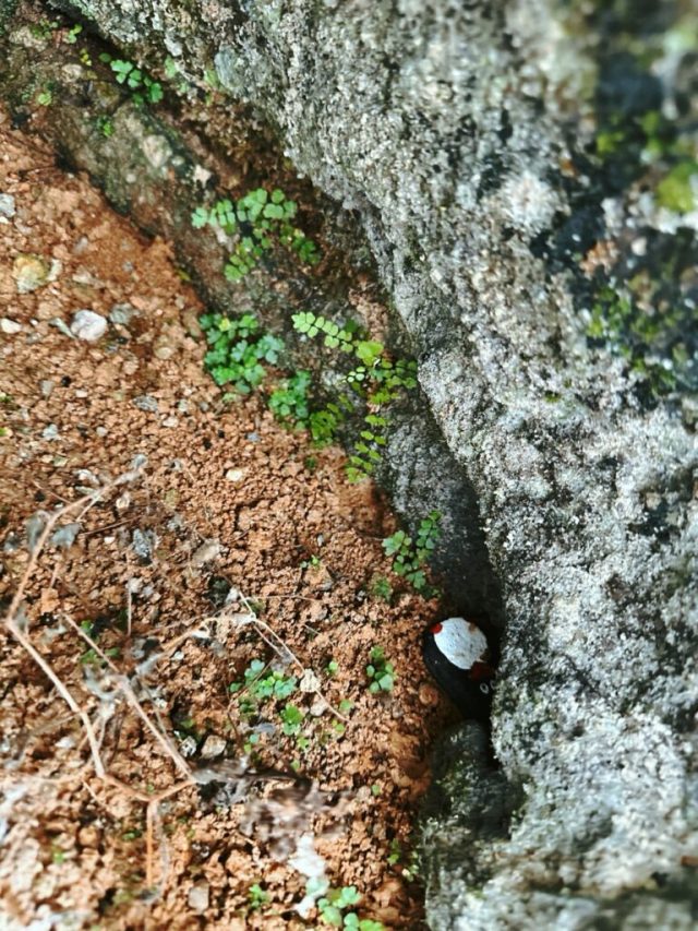 Hand-painted penguin stone #151 hidden at Predjama Castle, Predjama, Slovenia (photo 5 of 5)