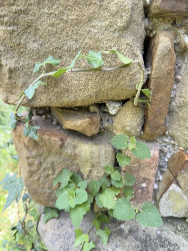 Hand-painted penguin stone #163 hidden at Kreuzenstein Castle, Leobendorf, Austria (photo 5 of 5)