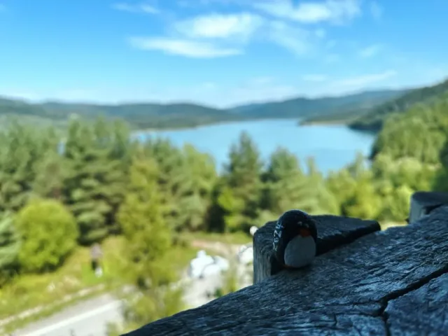 Hand-painted penguin stone #165 hidden at Starina Reservoir, Poloniny National Park, Slovakia (photo 2 of 5)