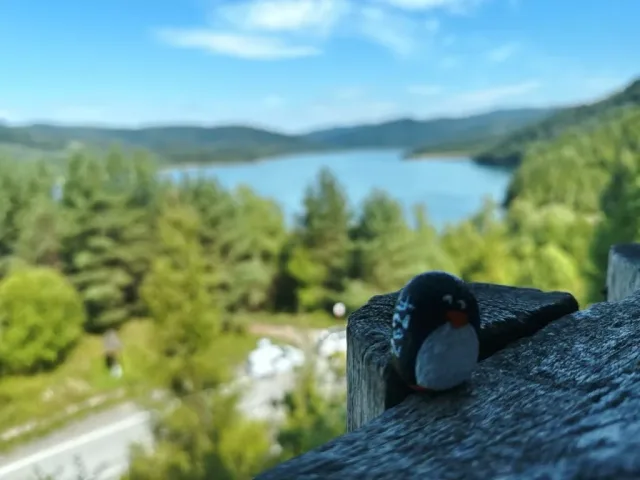 Hand-painted penguin stone #165 hidden at Starina Reservoir, Poloniny National Park, Slovakia (photo 3 of 5)
