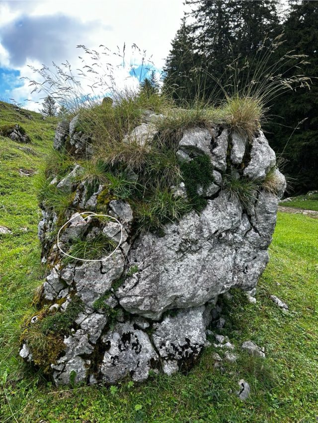 Hand-painted penguin stone #326 hidden at Alpkaserei Grosshutten, Switzerland (photo 2 of 5)