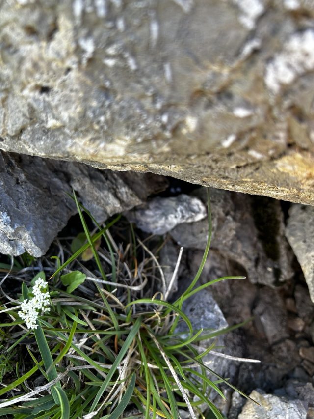 Hand-painted penguin stone #385 hidden at Appenzell Alps, Appenzell, Switzerland (photo 3 of 4)