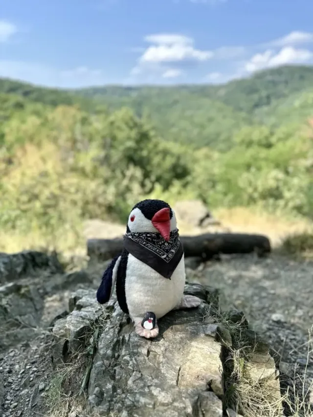 Hand-painted penguin stone #178 hidden at Mala Bana, Little Carpathians, Slovakia (photo 4 of 5)