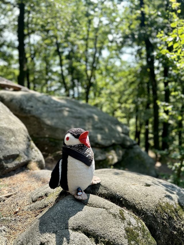 Hand-painted penguin stone #181 hidden at Stone Faces, Little Carpathians, Slovakia (photo 3 of 5)