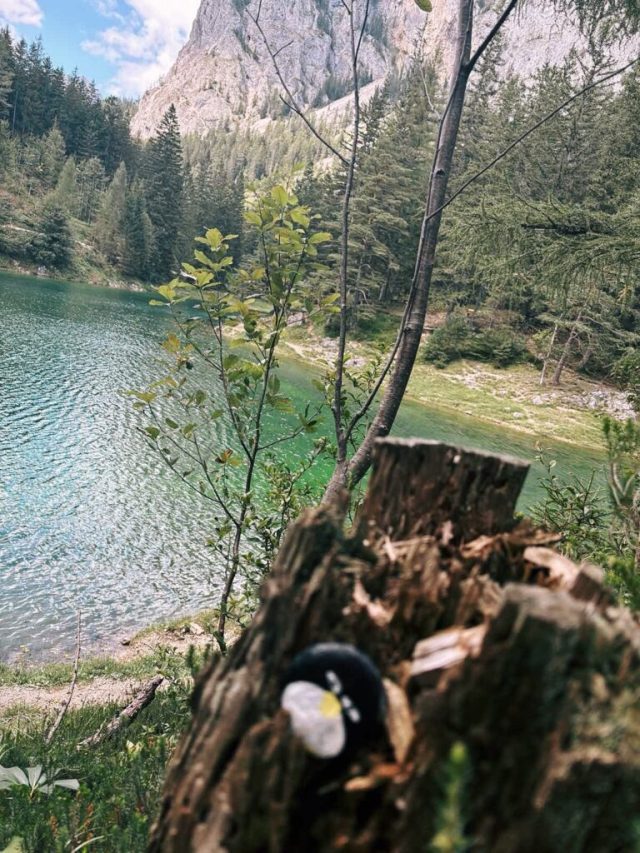 Hand-painted penguin stone #28 hidden at Gruner See, Styria, Austria (photo 5 of 5)