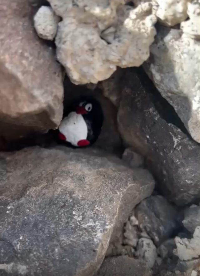 Hand-painted penguin stone #132 hidden at Mirador dos Playas, Santa Cruz de Tenerife, Spain (photo 5 of 5)