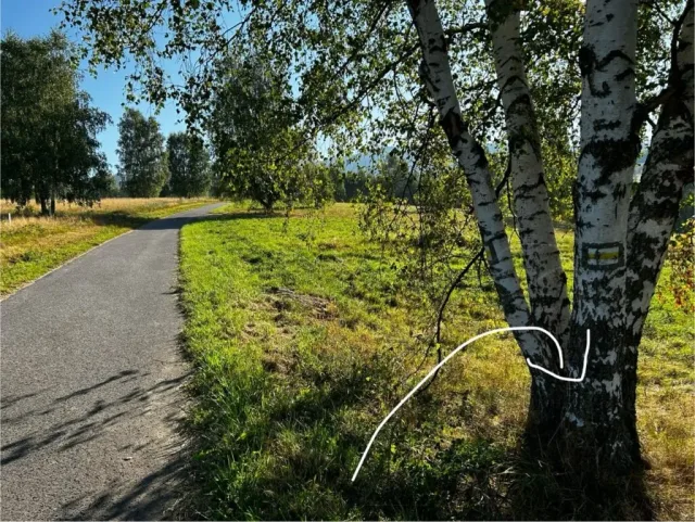Hand-painted penguin stone #144 hidden at Potoczek, Jodlow, Poland (photo 3 of 5)