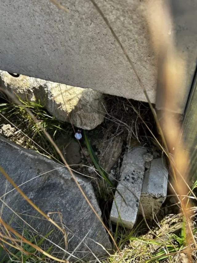 Hand-painted penguin stone #153 hidden at End of Sky Bridge 971, Morava, Czechia (photo 3 of 5)
