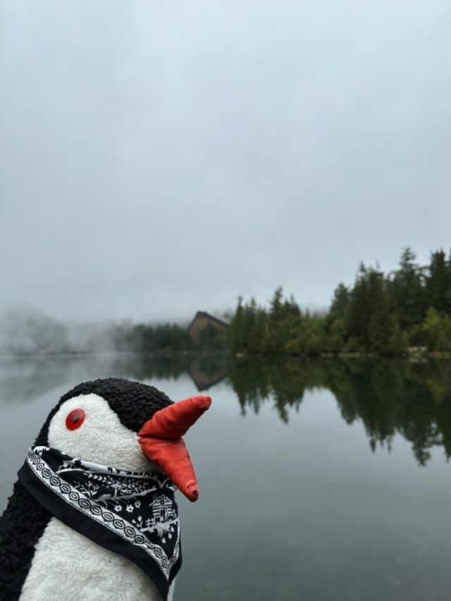 Hand-painted penguin stone #195 hidden at Strbske Pleso, High Tatras, Slovakia (photo 2 of 5)
