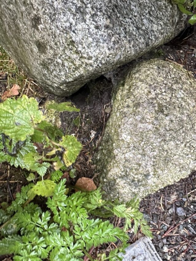 Hand-painted penguin stone #195 hidden at Strbske Pleso, High Tatras, Slovakia (photo 3 of 5)
