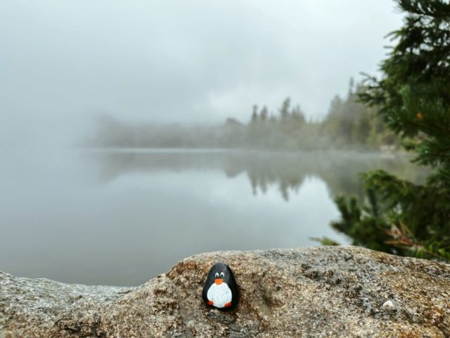 Hand-painted penguin stone #195 hidden at Strbske Pleso, High Tatras, Slovakia (photo 5 of 5)