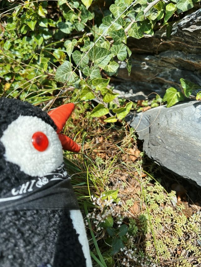 Hand-painted penguin stone #217 hidden at Gutenberg Castle, Balzers, Liechtenstein (photo 4 of 5)