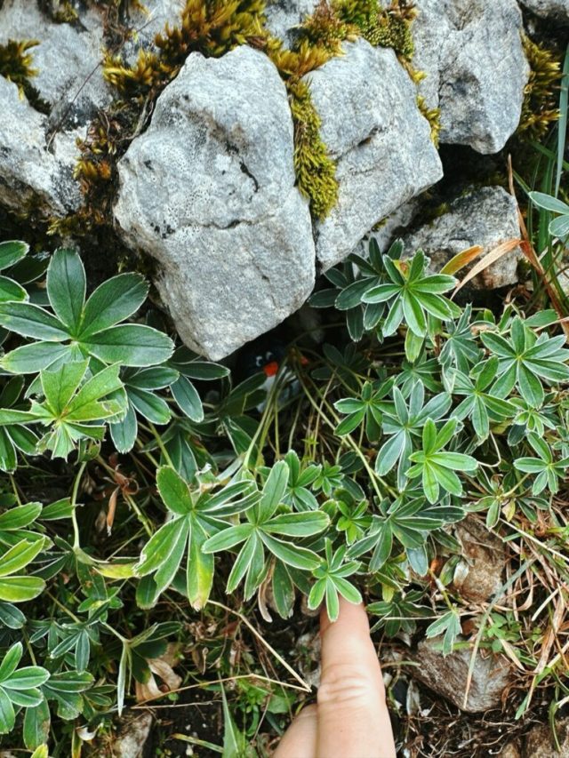 Hand-painted penguin stone #219 hidden at Oeschinen Cable Car, Oeschinen Lake, Switzerland (photo 2 of 5)