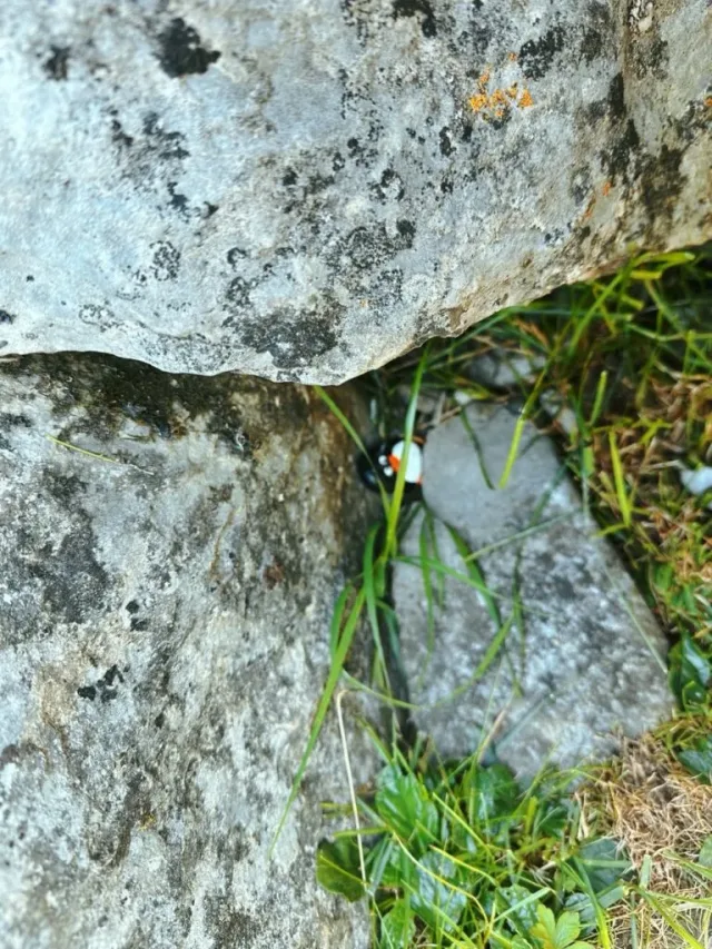 Hand-painted penguin stone #278 hidden at Bench, Oeschinen Lake, Switzerland (photo 3 of 5)