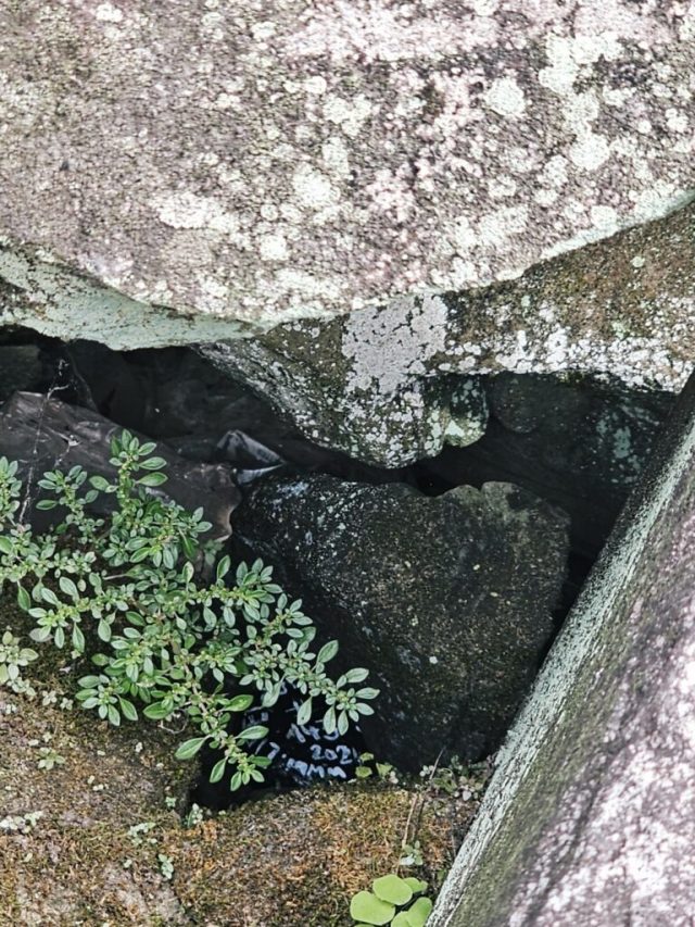 Hand-painted penguin stone #143 hidden at Ta Prohm Temple, Siem Reap, Cambodia (photo 4 of 5)