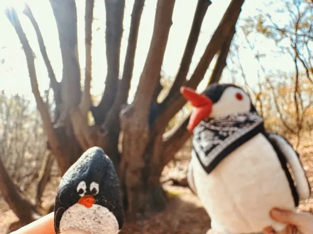 Hand-painted penguin stone #186 hidden at Mysterious Tree, Devinska Kobyla, Slovakia (photo 2 of 5)