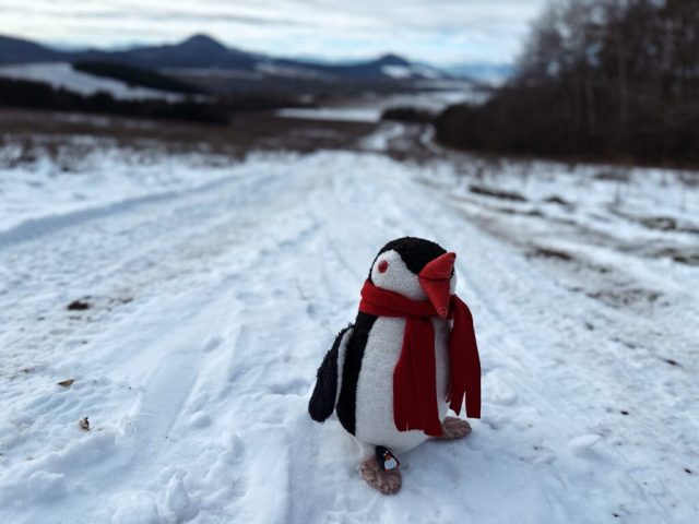 Hand-painted penguin stone #261 hidden at Hradzienka, Tulcik, Slovakia (photo 2 of 5)