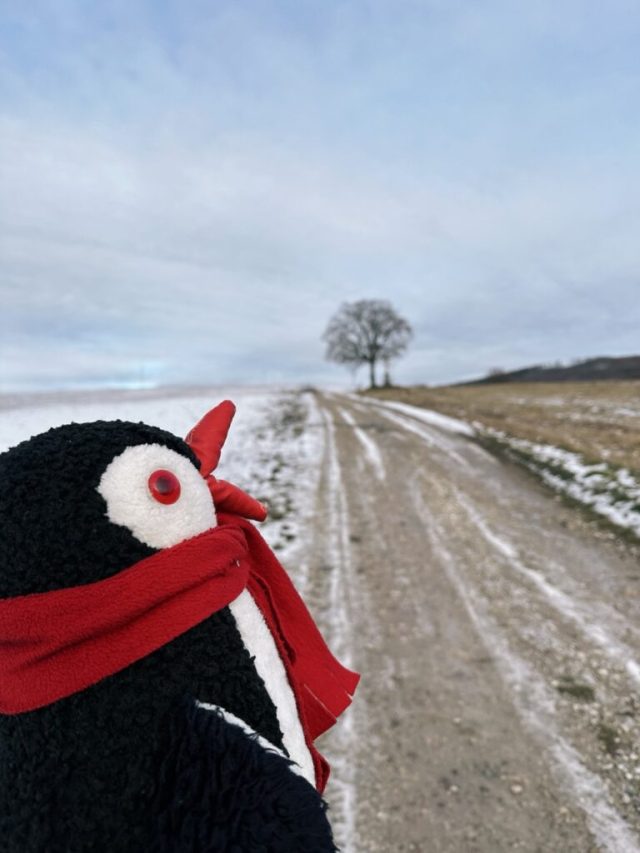 Hand-painted penguin stone #266 hidden at The Cross, Tulcik, Slovakia (photo 3 of 5)