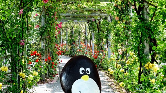 Hand-painted penguin stone #111 hidden at Georgiadis Park, Heraklion, Greece