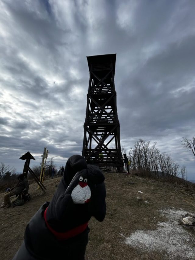 Hand-painted penguin stone #130 hidden at Lookout Tower, Panska Javorina, Slovakia (photo 3 of 5)