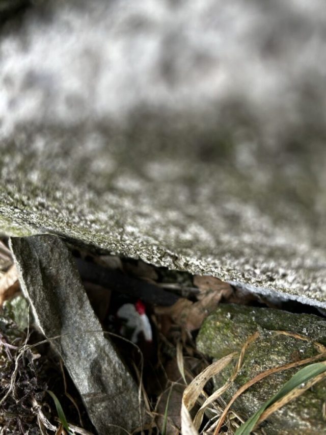 Hand-painted penguin stone #130 hidden at Lookout Tower, Panska Javorina, Slovakia (photo 5 of 5)