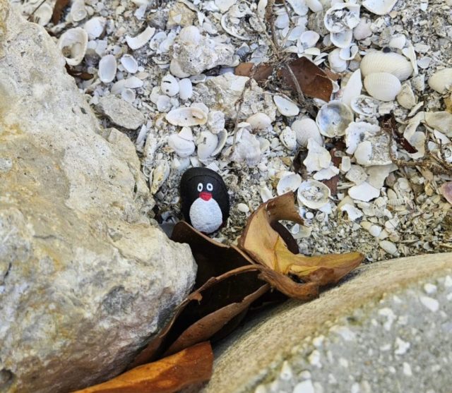 Hand-painted penguin stone #224 hidden at Marco Island, Florida, United States (photo 2 of 5)